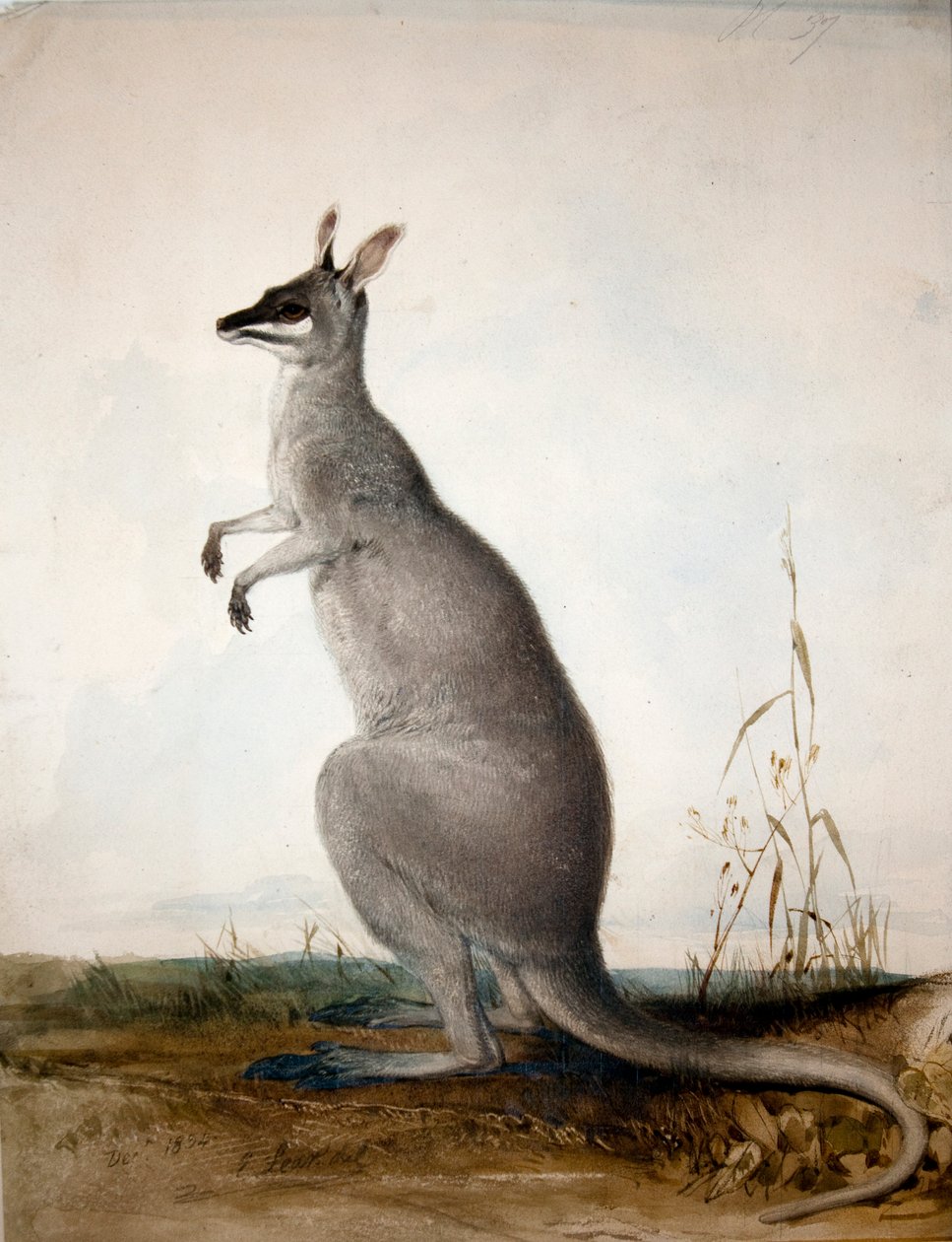 Macropus parryi, 1834 od Edward Lear