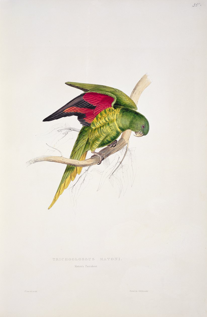 Matonův papoušek od Edward Lear