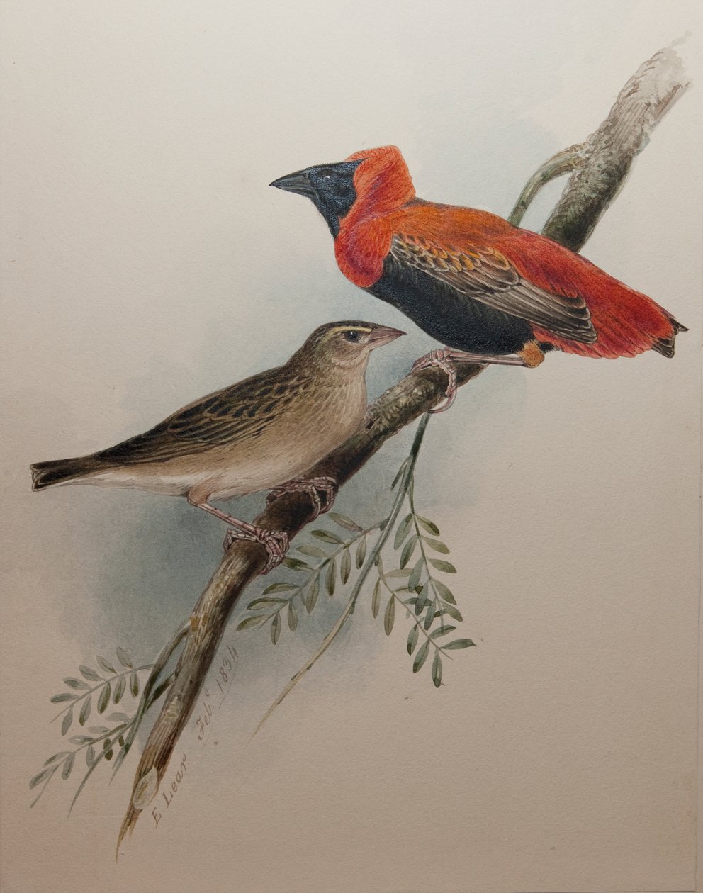 Severní červený biskup, 1834 od Edward Lear