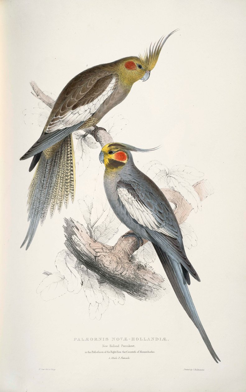 Nymphicus hollandicus od Edward Lear