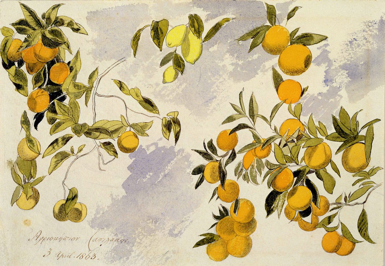 Orange Trees, 1863 (wc, pero a inkoust přes grafit na silném tkaném papíru) od Edward Lear