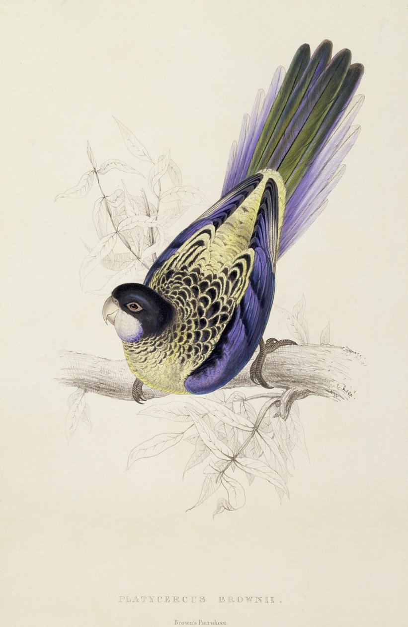 Platycercus Brownii, nebo Brownův papoušek (Plate 20), 1832 od Edward Lear