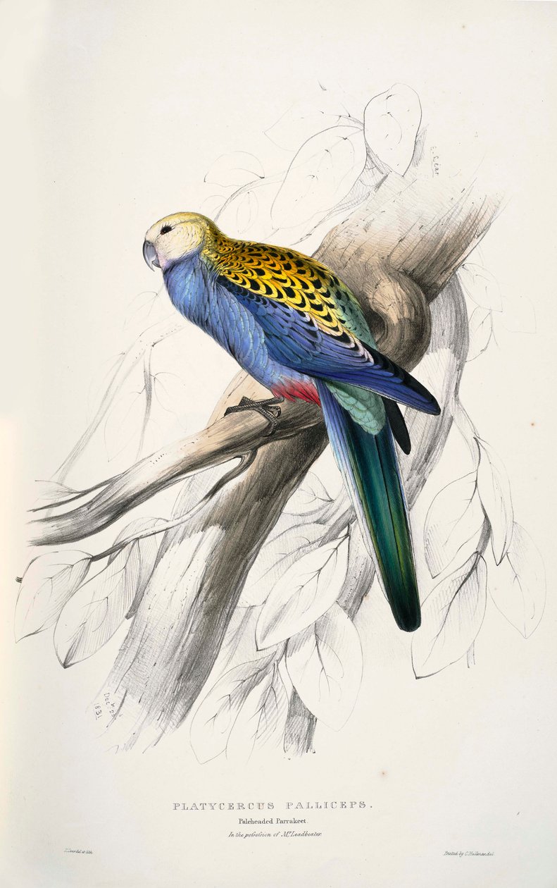 Platycercus od Edward Lear