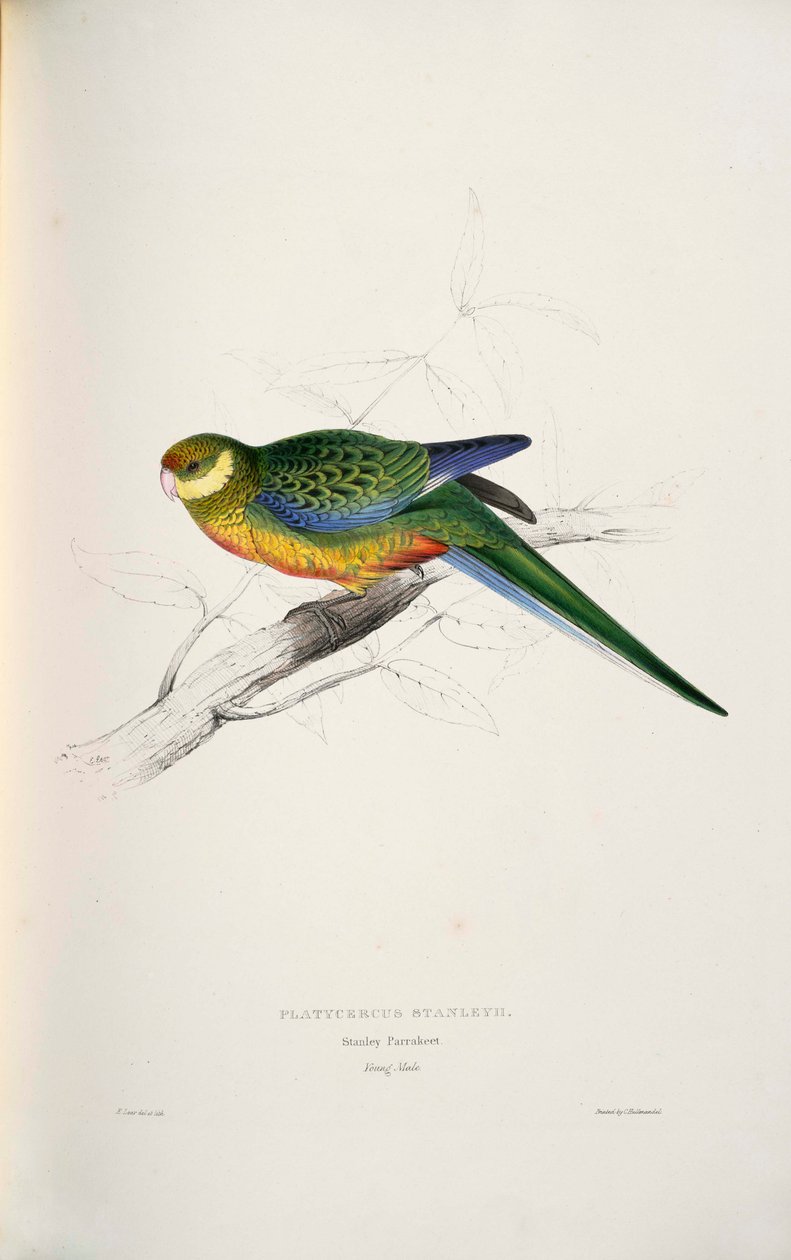 Platycercus icterotis od Edward Lear