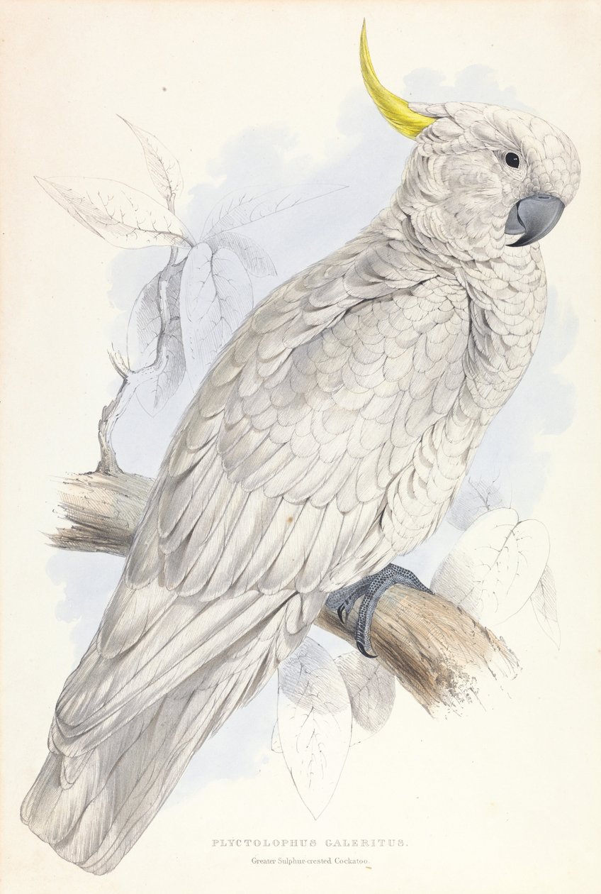 Plyctolophus Galeritus. Kakadu s větší sírou. od Edward Lear