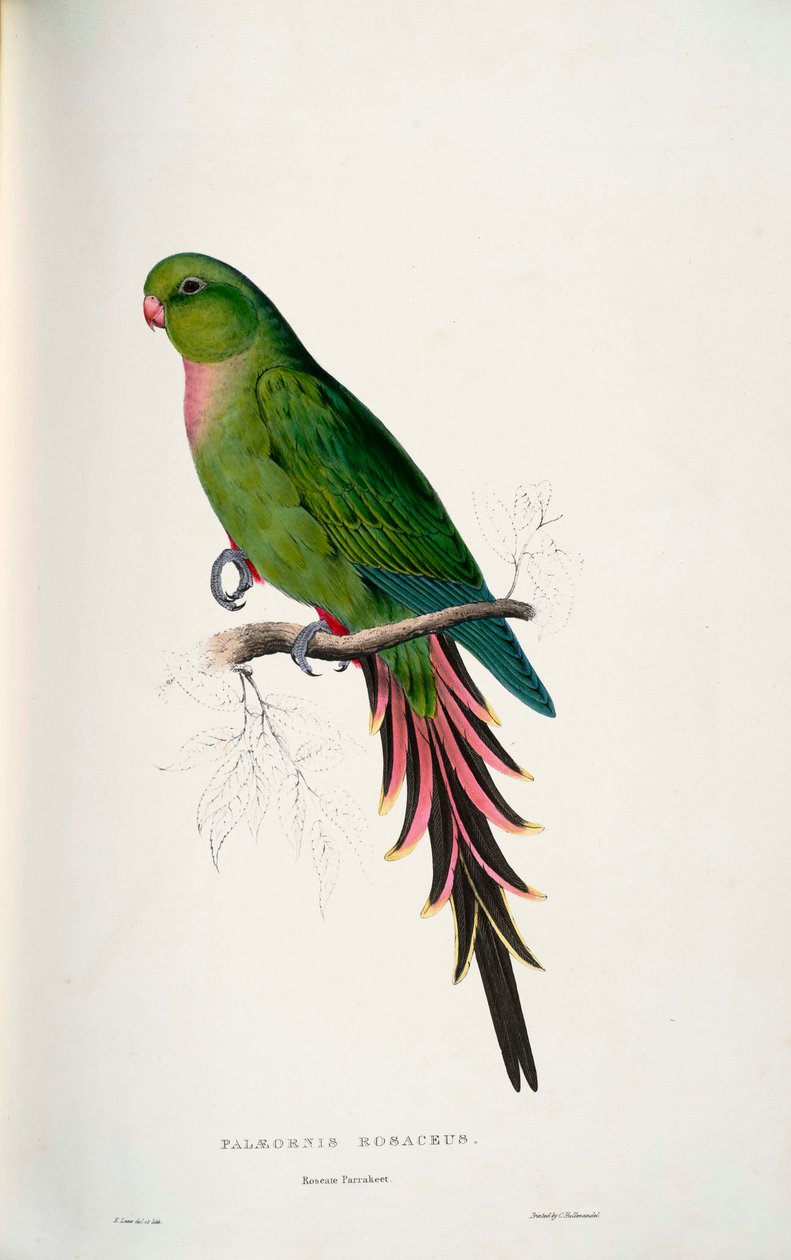Luxusní Alexandra od Edward Lear