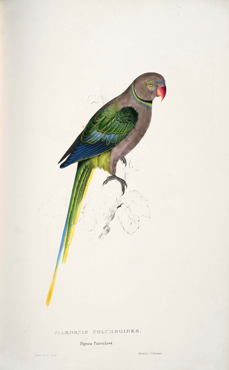 Psittacula columboides od Edward Lear