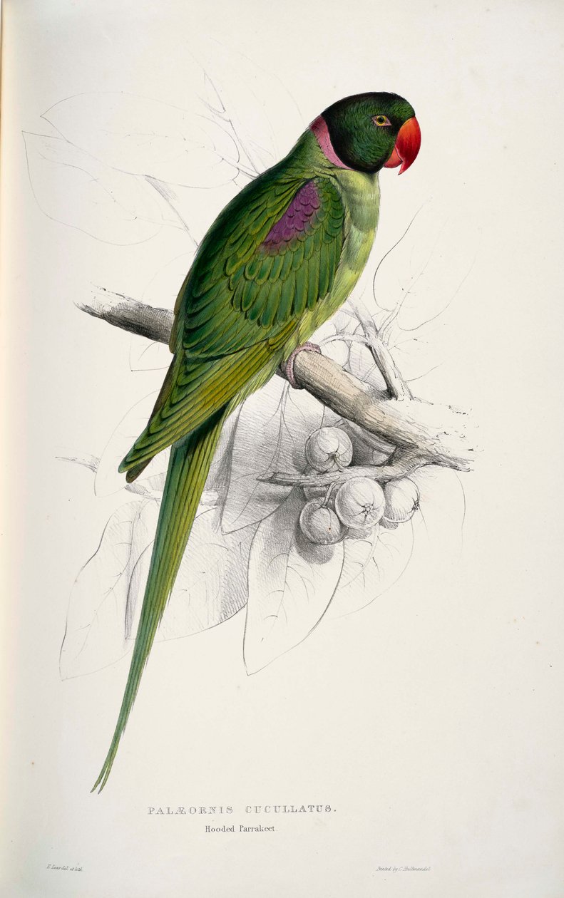Psittacula eupatria od Edward Lear