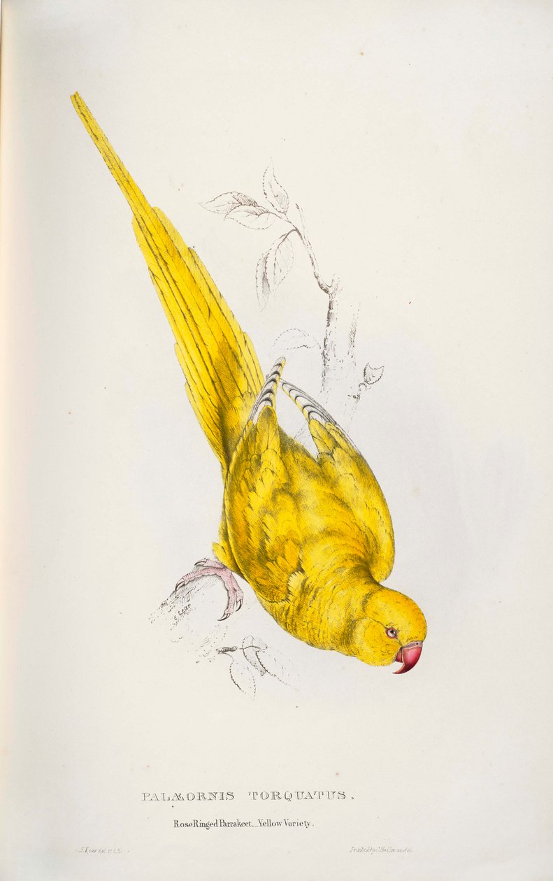 Psittacula krameri od Edward Lear