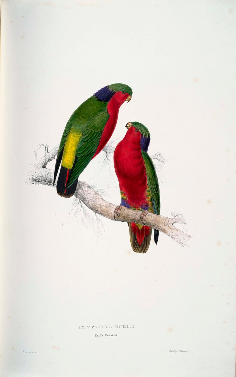 Psittacula kuhlii od Edward Lear