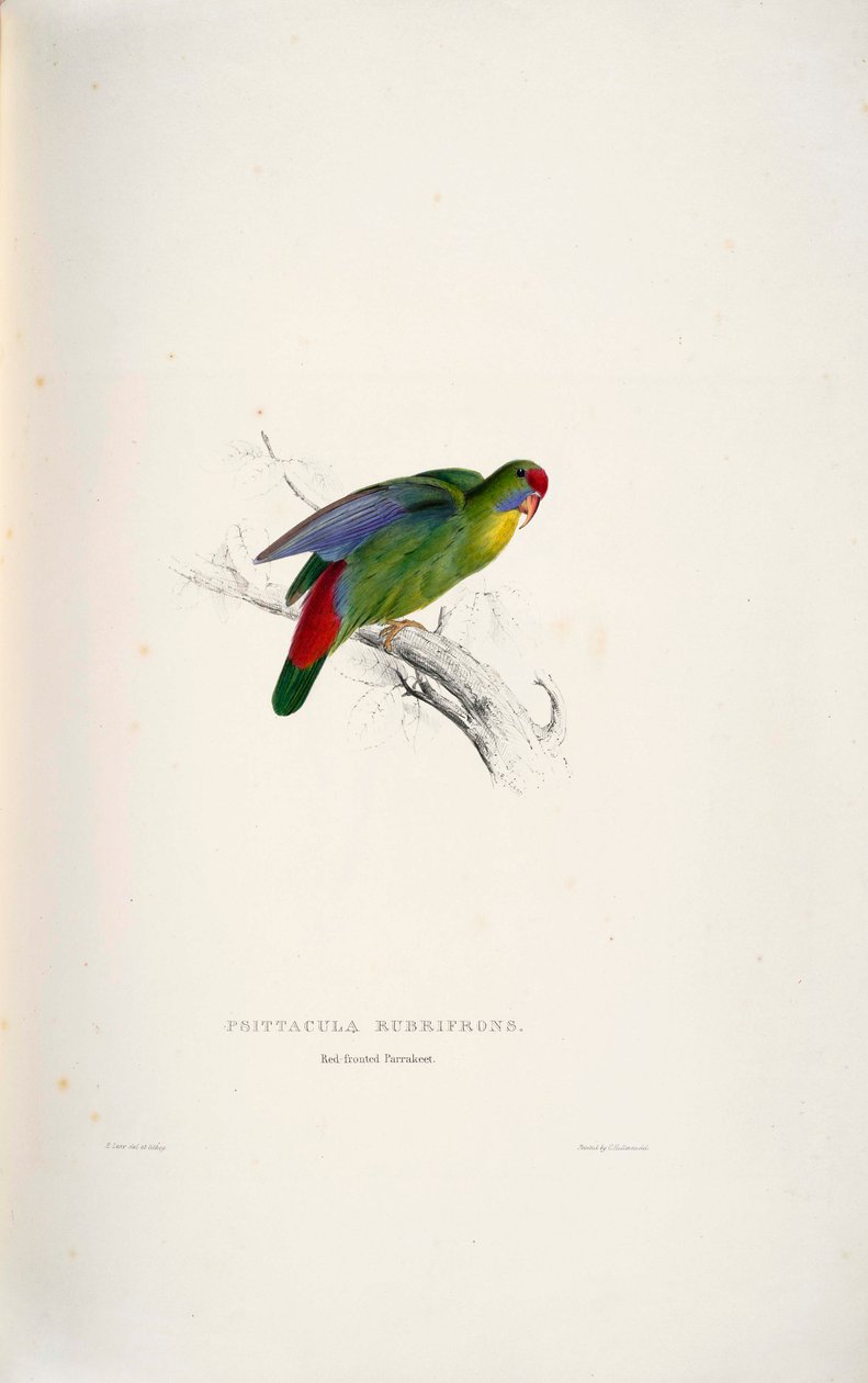 Psittacula rubrifrons od Edward Lear