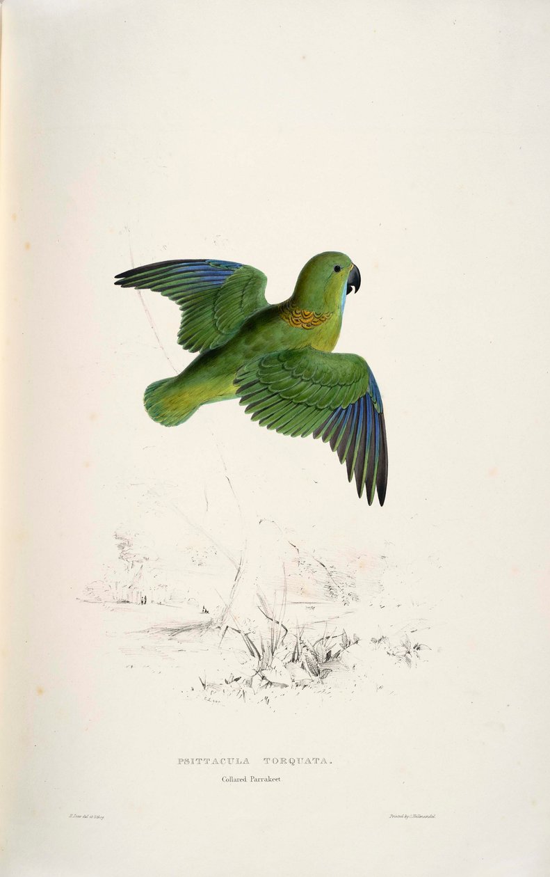 Psittacula torquata od Edward Lear