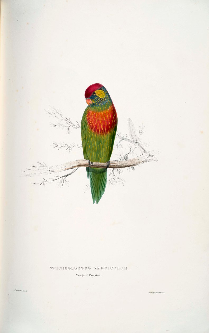 Psitteuteles versicolor od Edward Lear