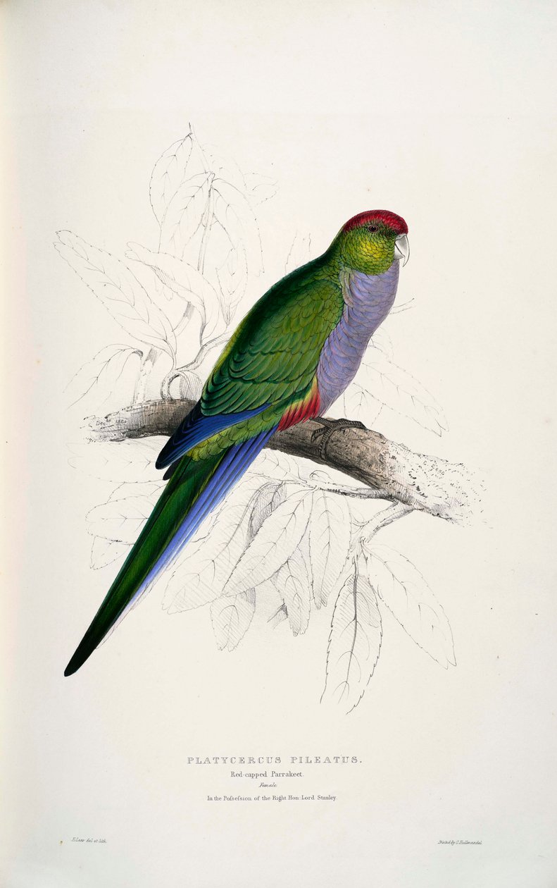 Purpureicephalus spurius od Edward Lear