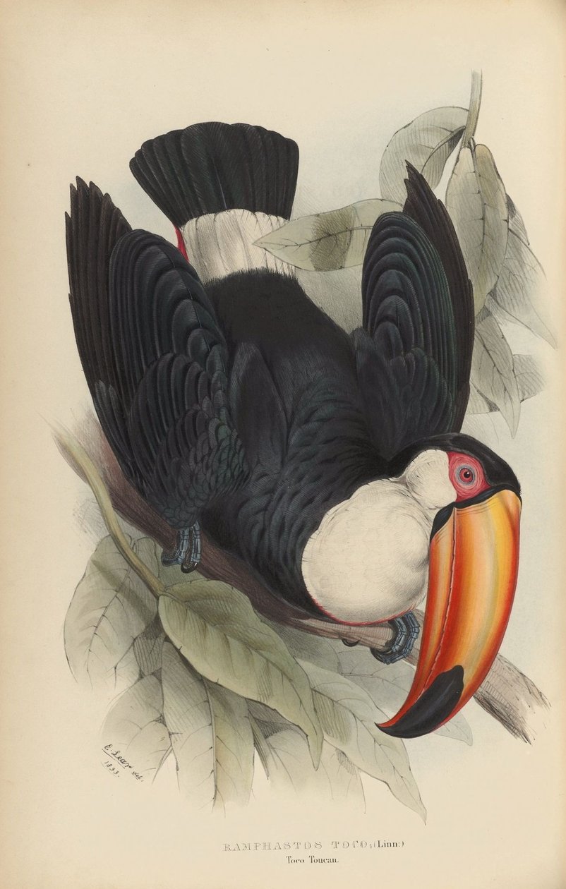 Ramphastos toco od Edward Lear