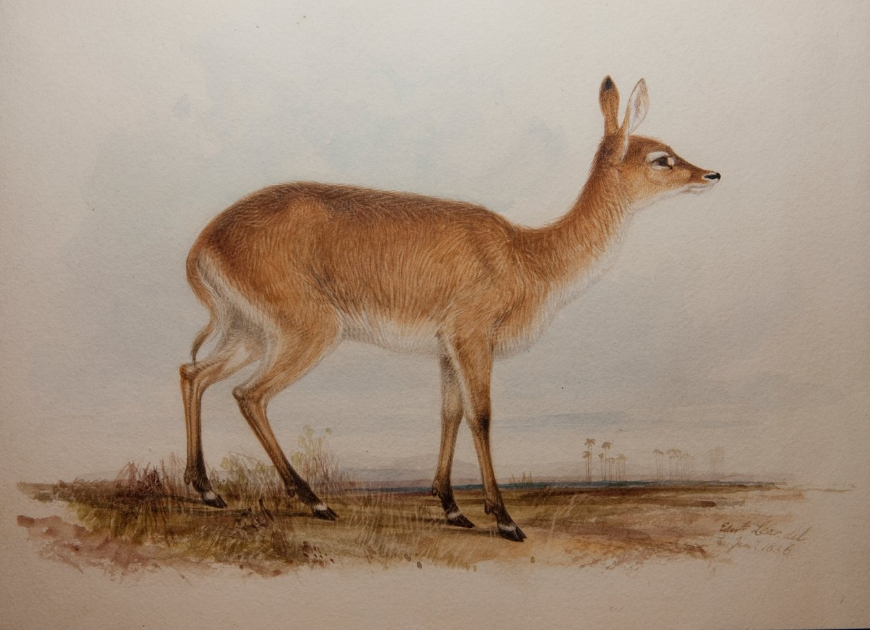 Red Lechwe, 1836 od Edward Lear
