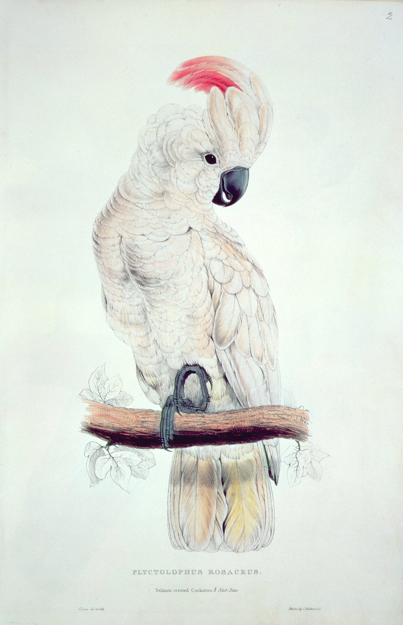 Kakadu lososový od Edward Lear