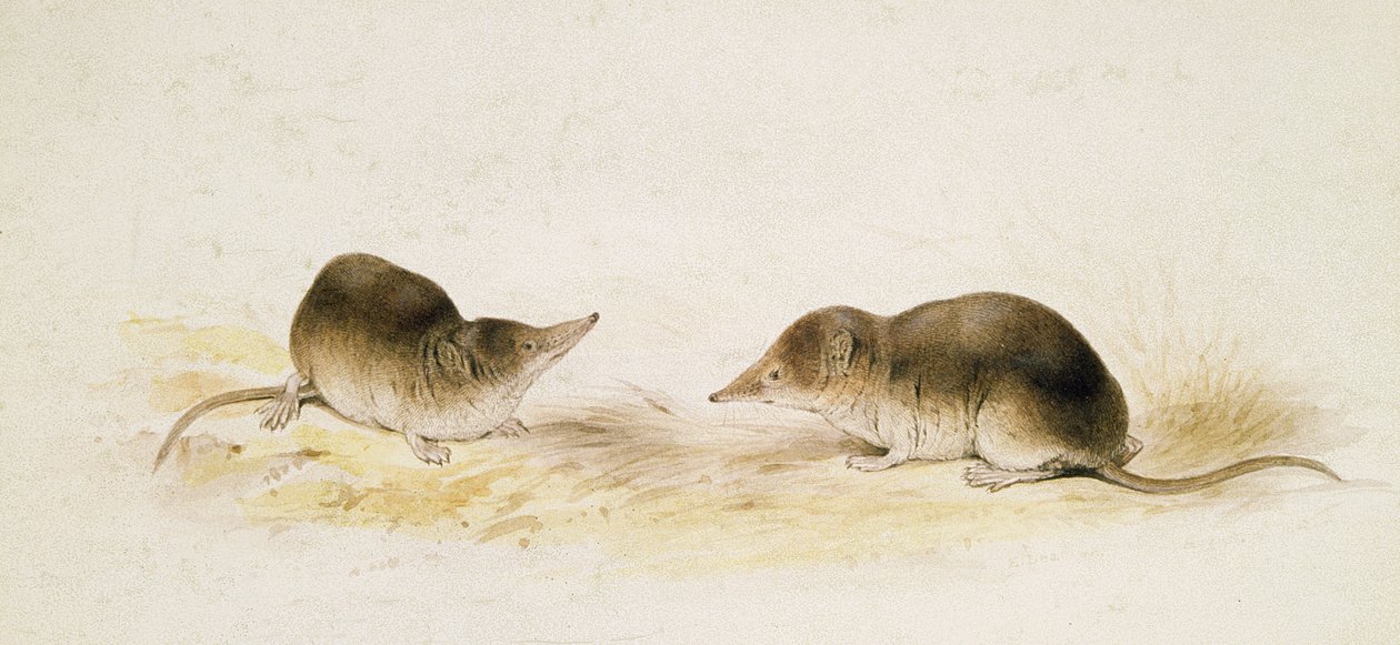 rejsci od Edward Lear