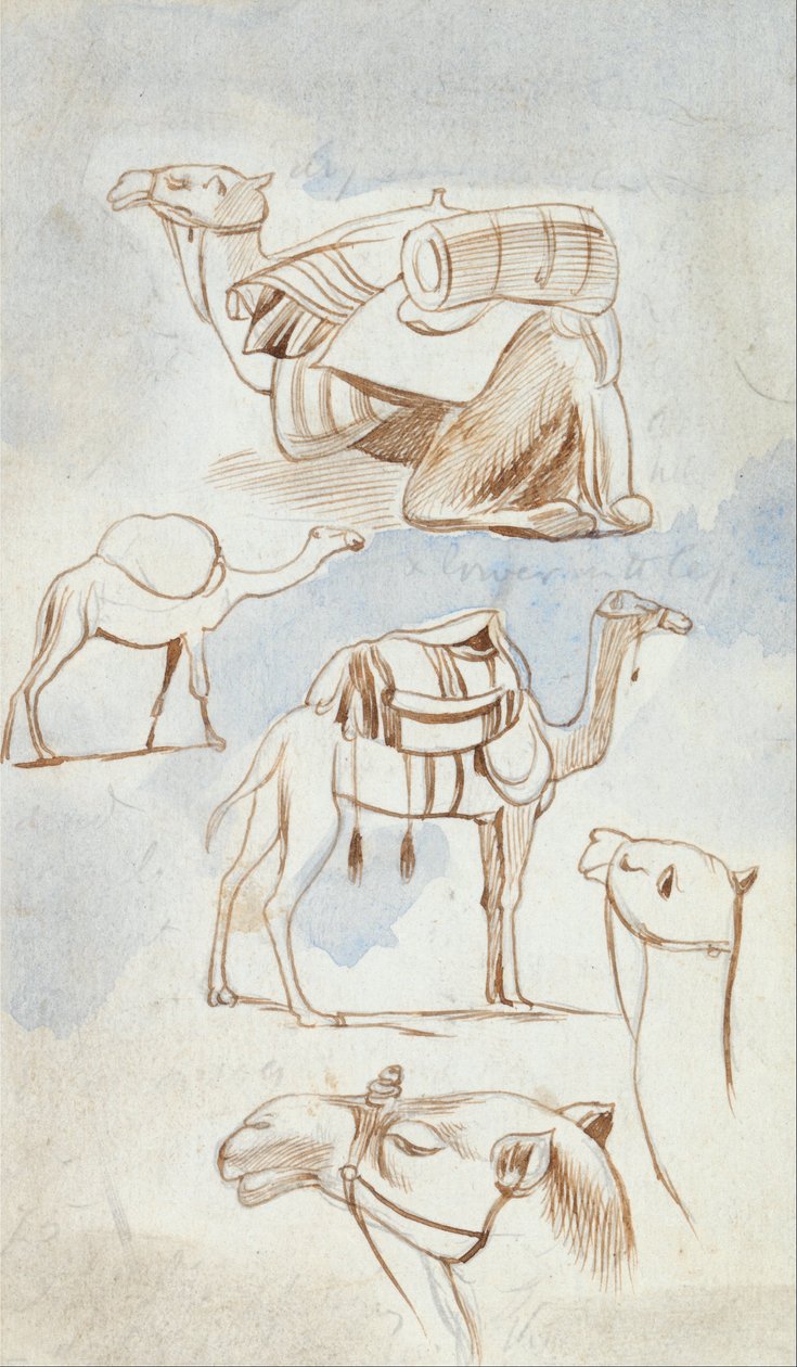 Načrtněte studie velbloudů od Edward Lear