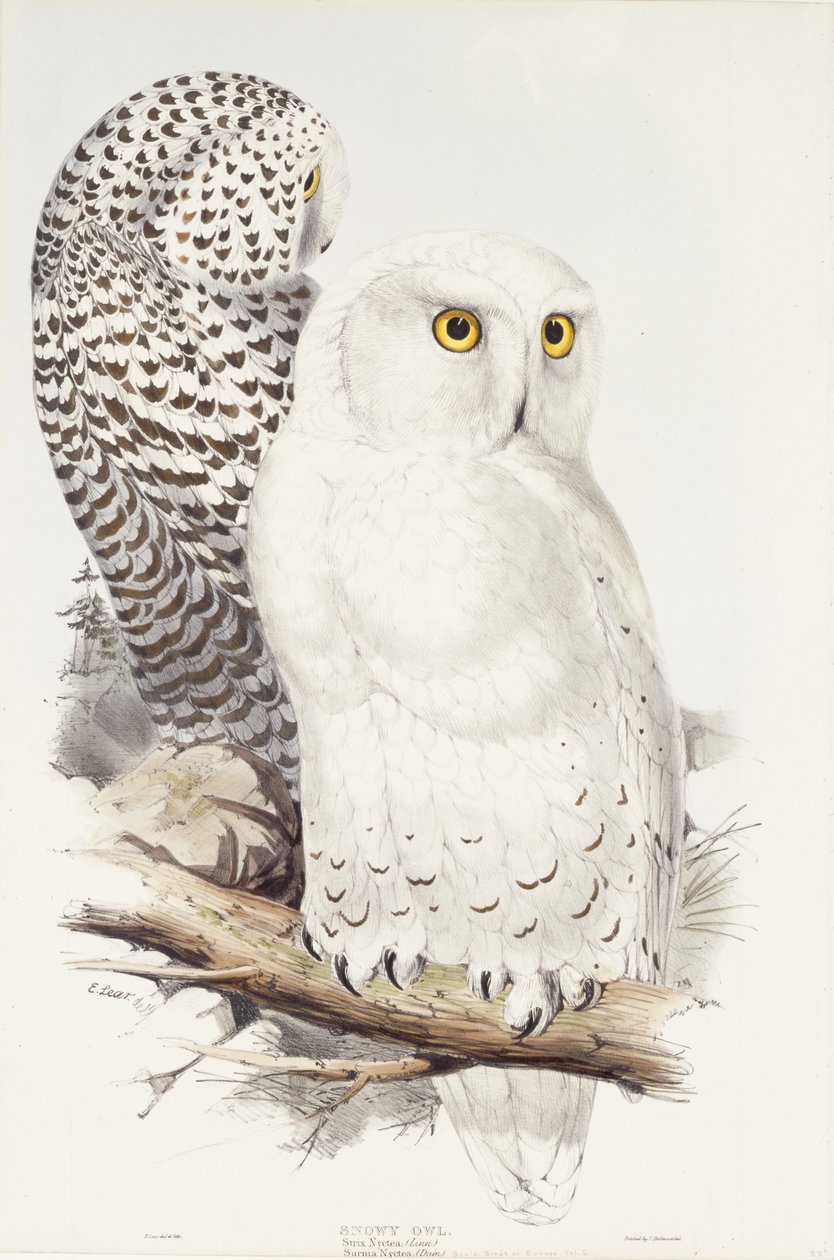 Sněžná Sova. Strix Nyctea; (Město); Surnia Nyctea, 1832-1837 od Edward Lear