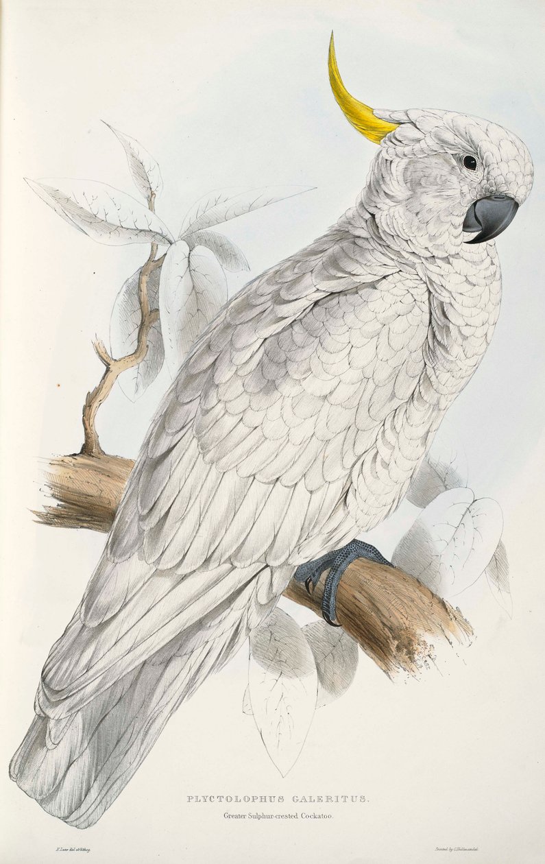Kakadu chocholatý od Edward Lear
