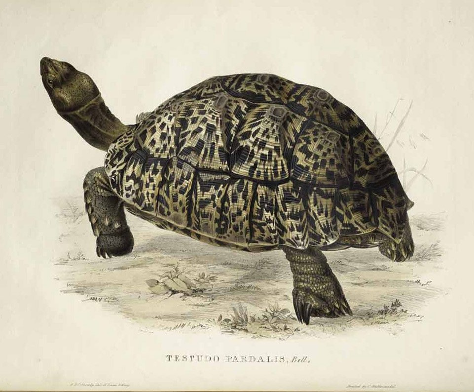 Testudo pardalis od Edward Lear