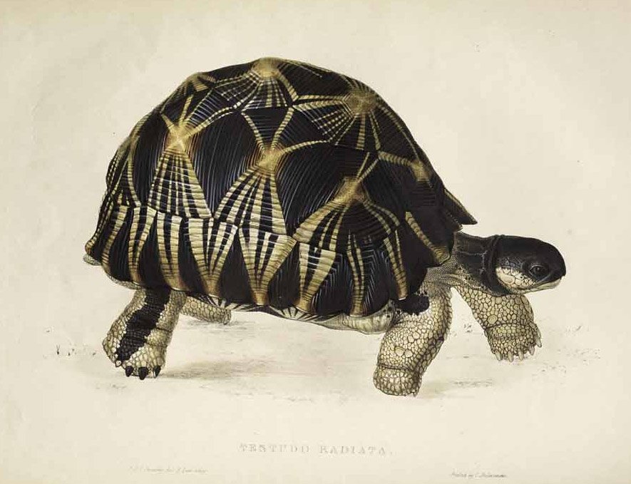 Testudo radiata od Edward Lear