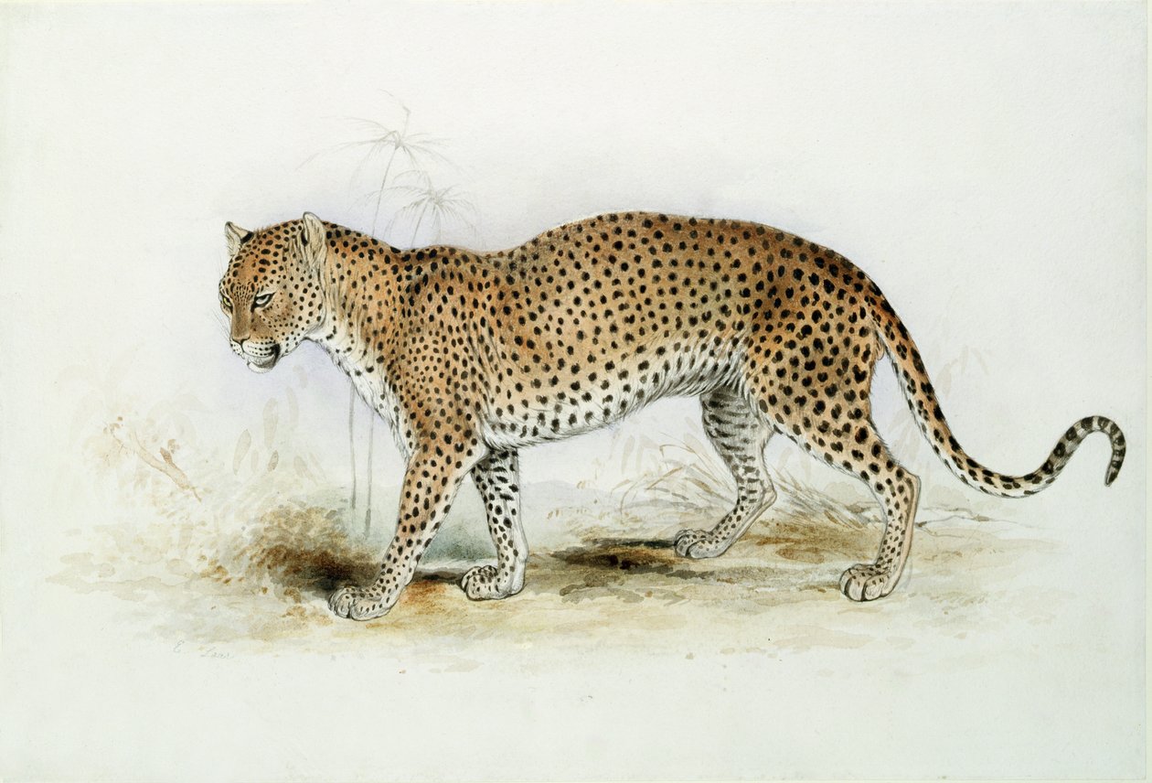 Leopard od Edward Lear