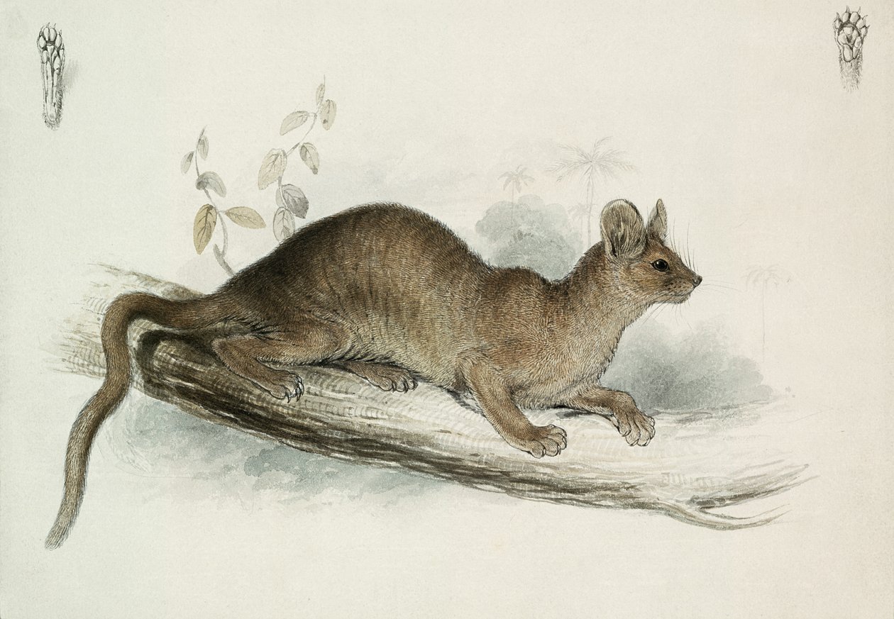 Tchor, 19. století od Edward Lear