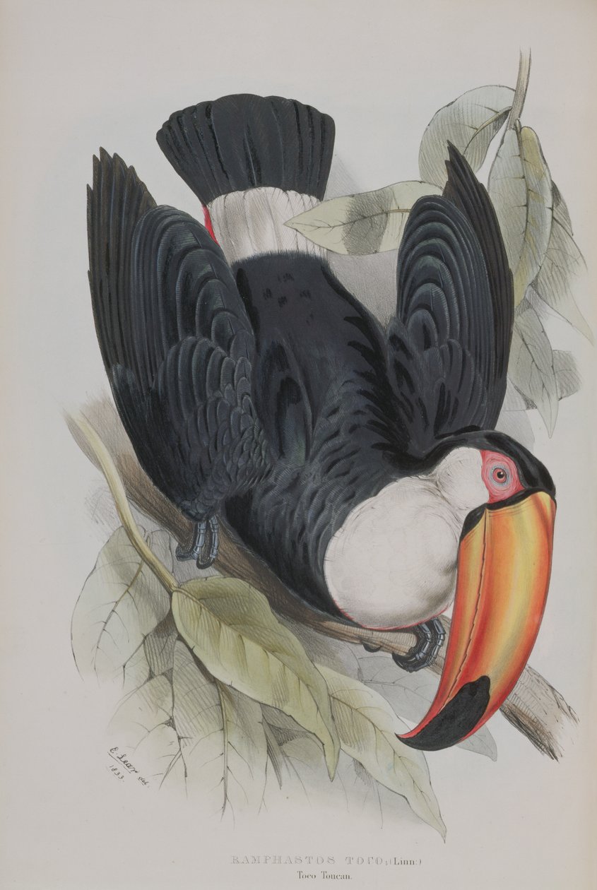 Toco Toucan, z „Monograph of the Ramphastidae, or Family of Tucans“, od Johna Goulda (1804-81), publikovaná 1833-35 od Edward Lear