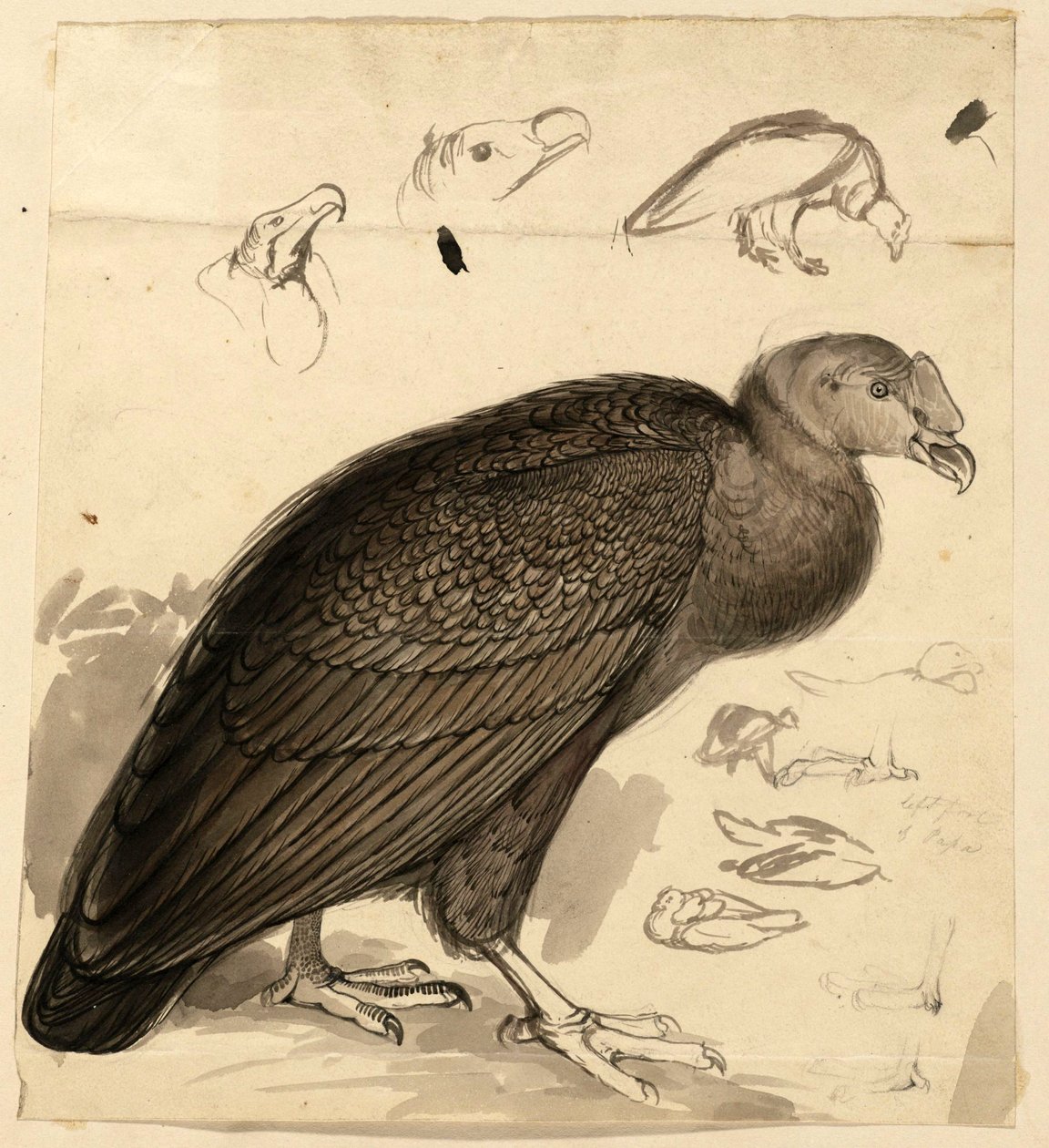kondor od Edward Lear