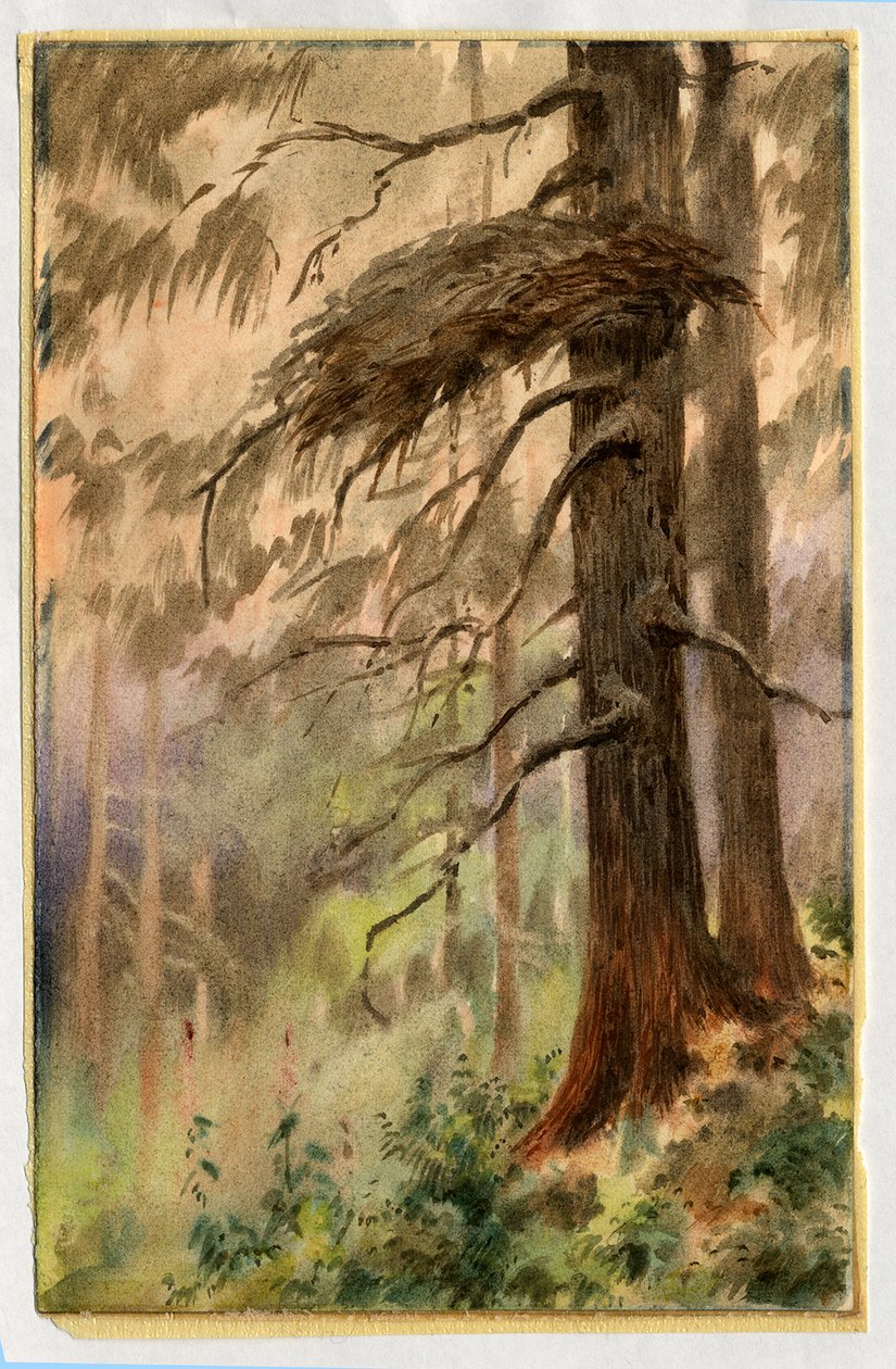 Goshawks nest, 1898-99 (wc na papíře) od Edward Adrian Wilson