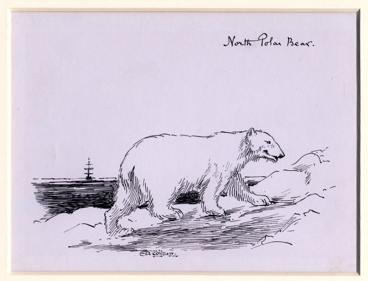 Lední medvěd, cca 1905 (inkoust na papíře) od Edward Adrian Wilson