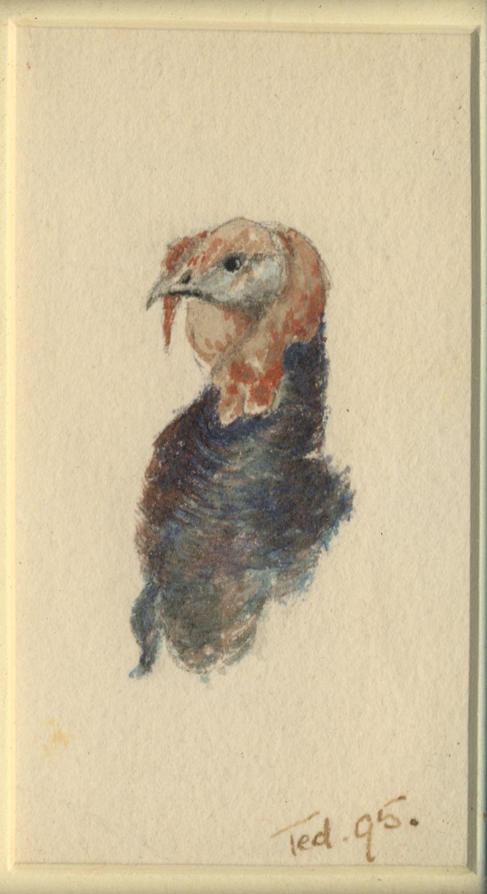 Studie krocana, 1895 (wc na papíře) od Edward Adrian Wilson