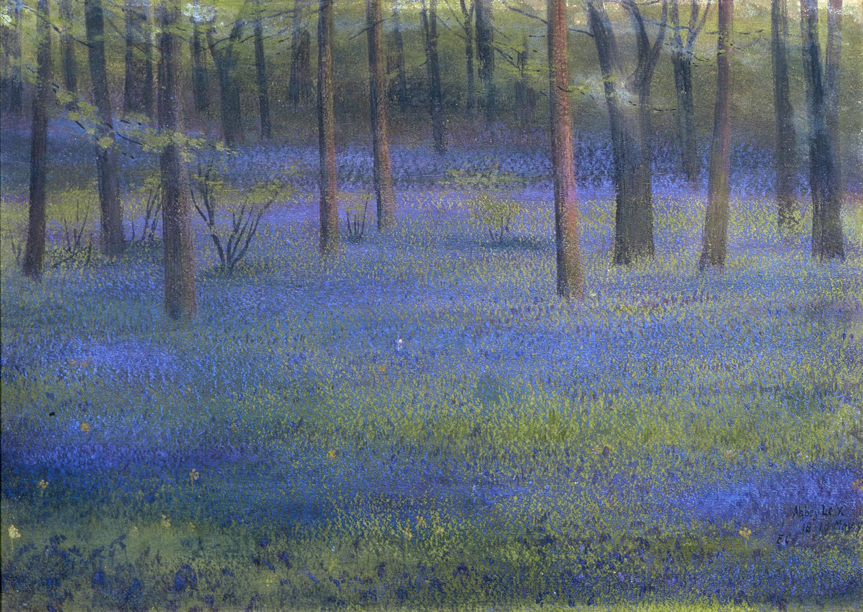 Bluebell Wood (pastel na papíře) od Edward Clifford