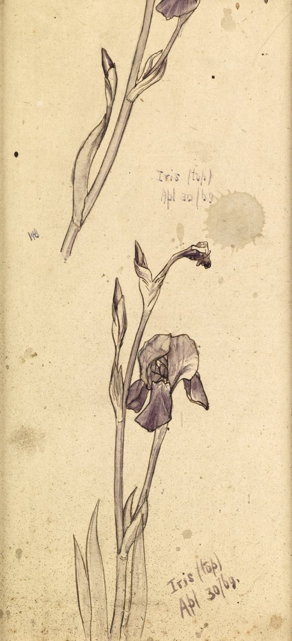 Kosatce, 1869 od Edward Burne Jones