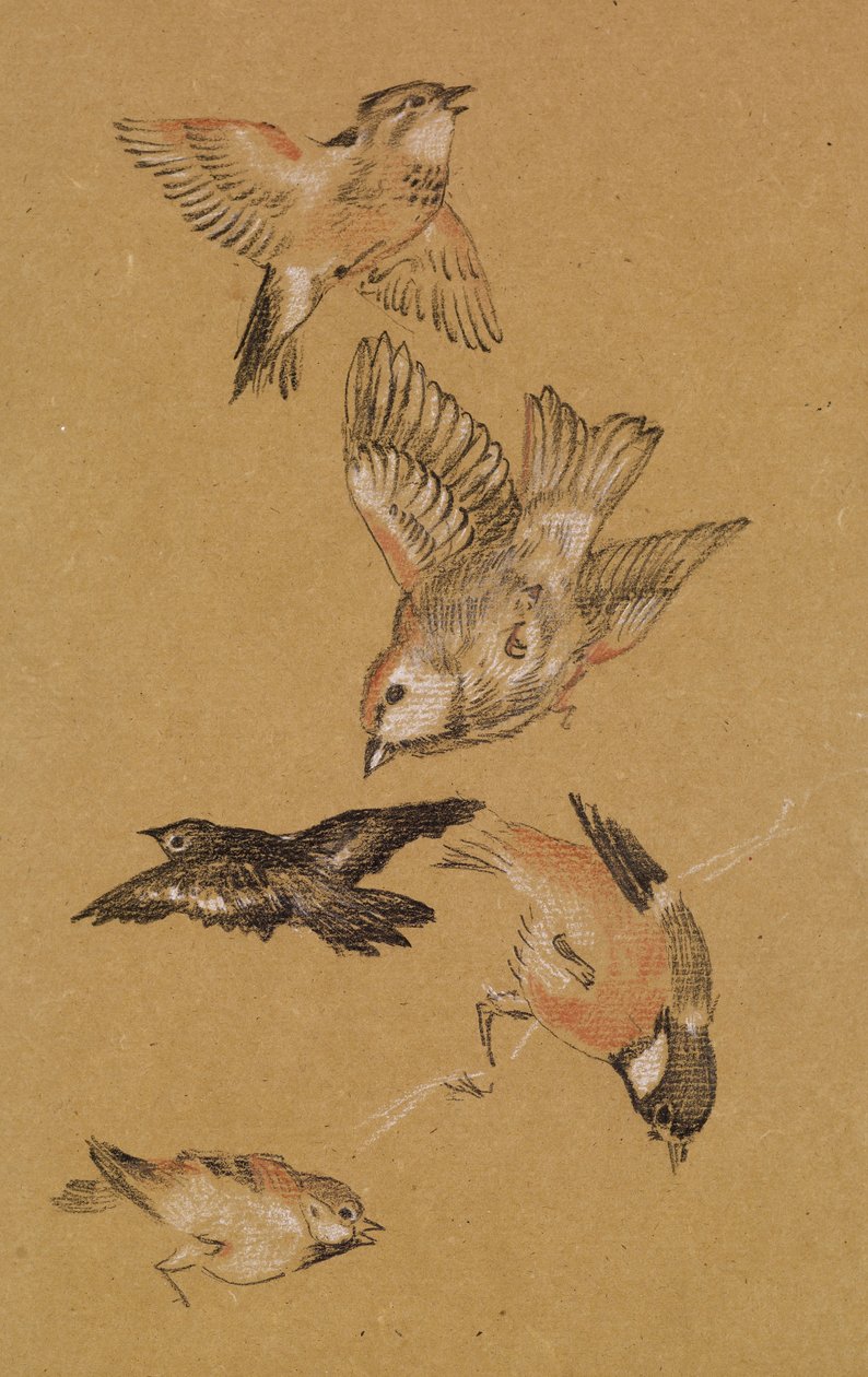 Láska vede poutníka - Study of Birds: Finches, 1897 od Edward Burne Jones