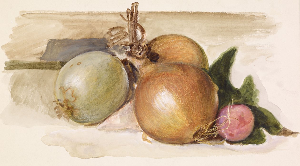 Zátiší - Studie cibule, 1871-75 od Edward Burne Jones