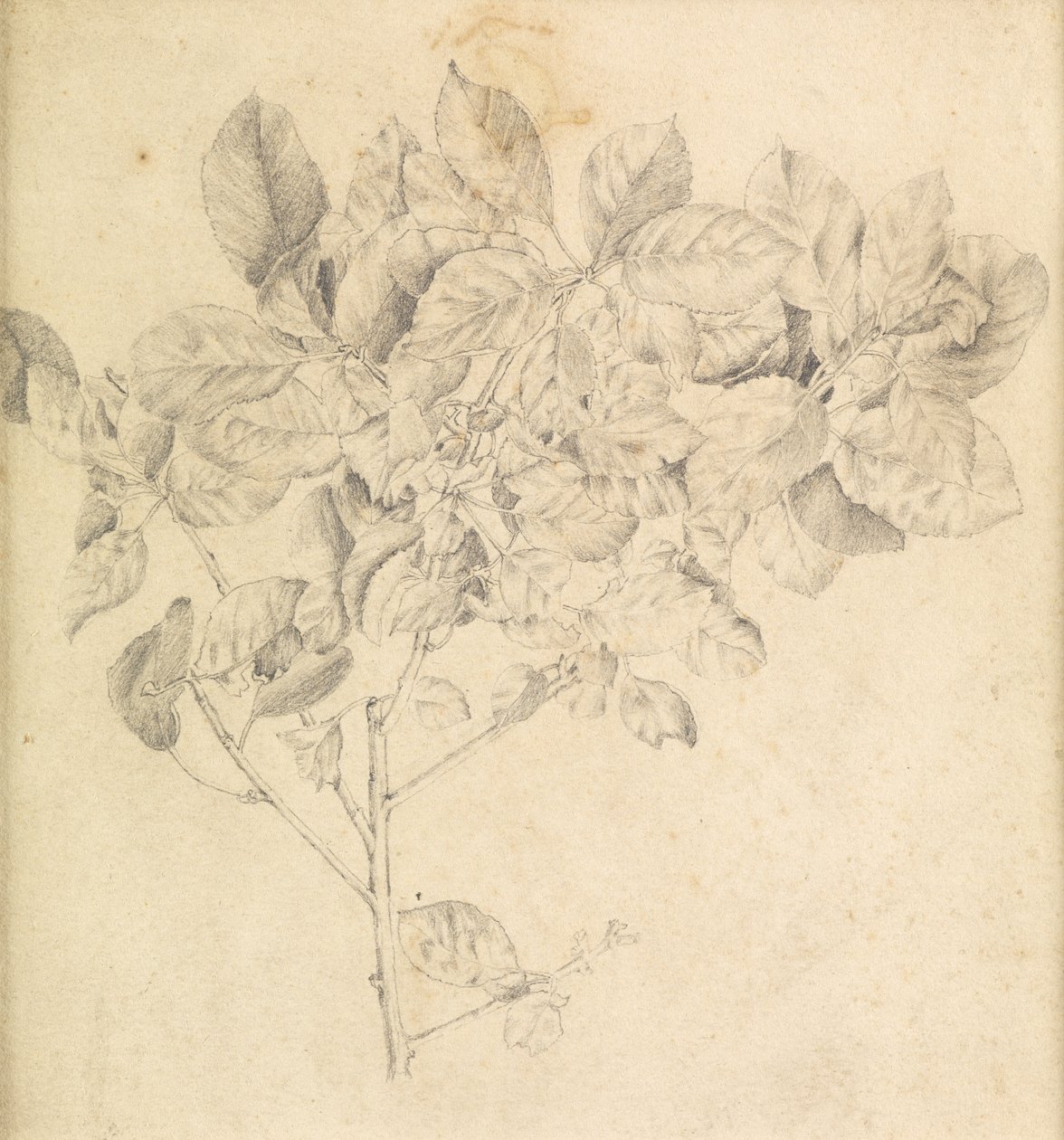 Studie pro jablečný sad od Edward Burne Jones