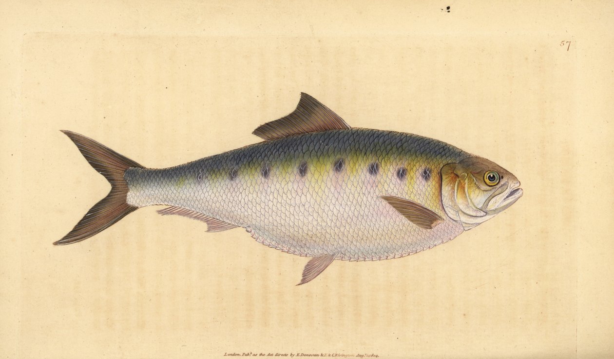 Allis shad, Alosa alosa (Shad, Clupea alosa). Ručně kolorovaný mědiryt nakreslený a rytý Edwardem Donovanem z jeho Natural History of British Fishes, Donovan a F.C. a J. Rivington, Londýn od Edward Donovan