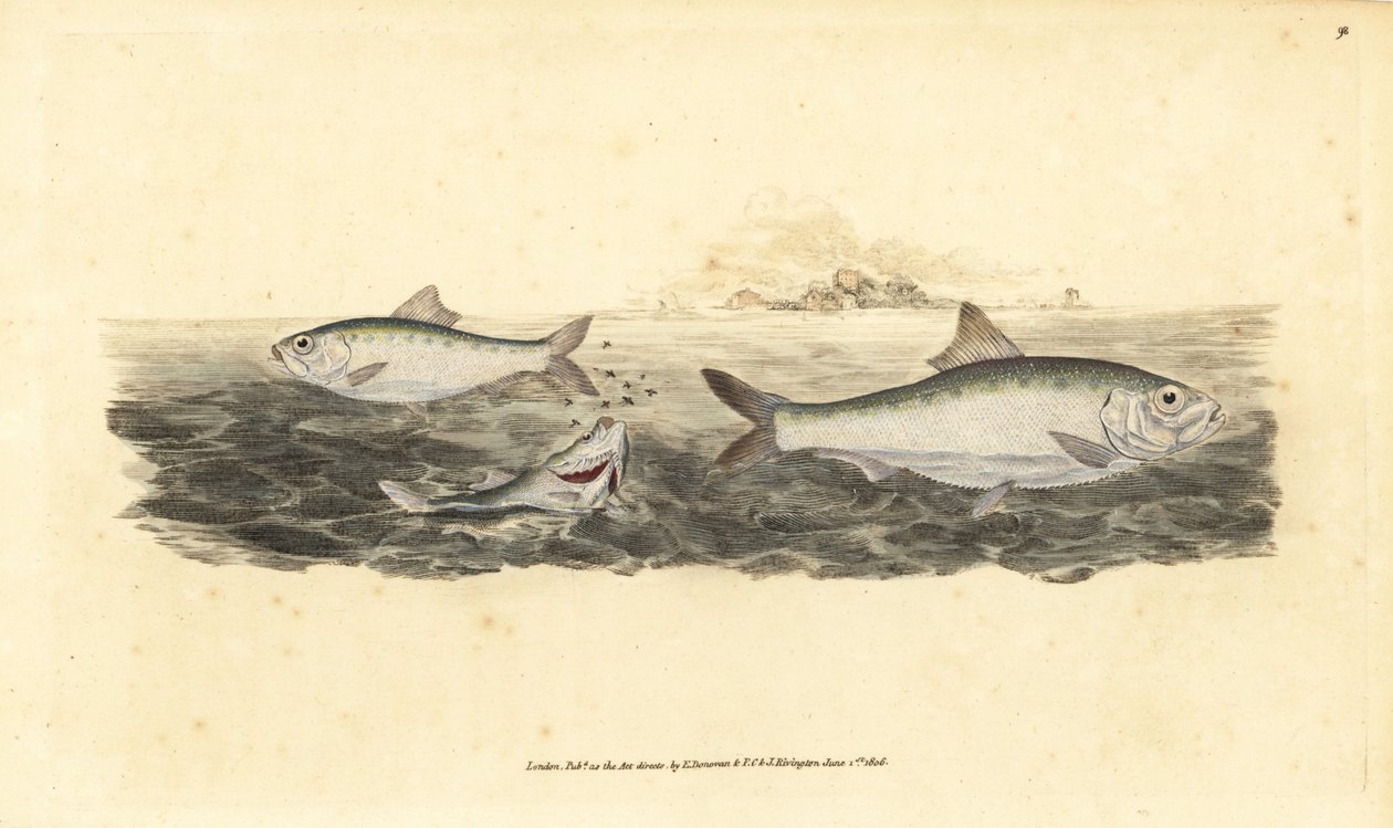 Allis shad, Alosa alosa (Bílá návnada, Clupea alosa). Ručně kolorovaný mědiryt nakreslený a rytý Edwardem Donovanem z jeho Natural History of British Fishes, Donovan a F.C. a J. Rivington, Londýn od Edward Donovan