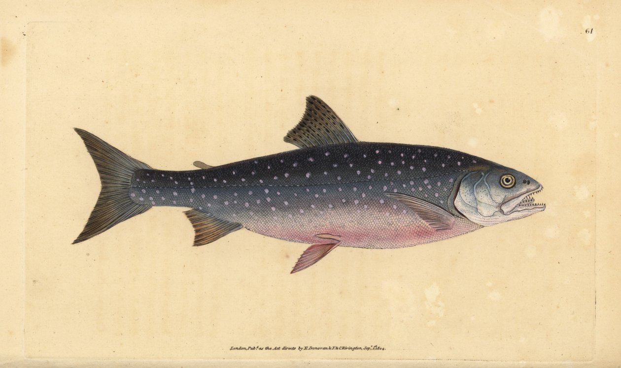 Arktický siven, Salvelinus alpinus alpinus (losos alpský, Salmo alpinus). Ručně kolorovaný mědiryt nakreslený a rytý Edwardem Donovanem z jeho Natural History of British Fishes, Donovan a F.C. a J. Rivington, Londýn od Edward Donovan