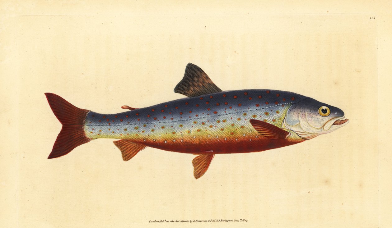 Siven polární, Salvelinus alpinus alpinus (salvelský siven, Salmo salvelinus). Ručně kolorovaný mědiryt nakreslený a rytý Edwardem Donovanem z jeho Natural History of British Fishes, Donovan a F.C. a J. Rivington, Londýn od Edward Donovan