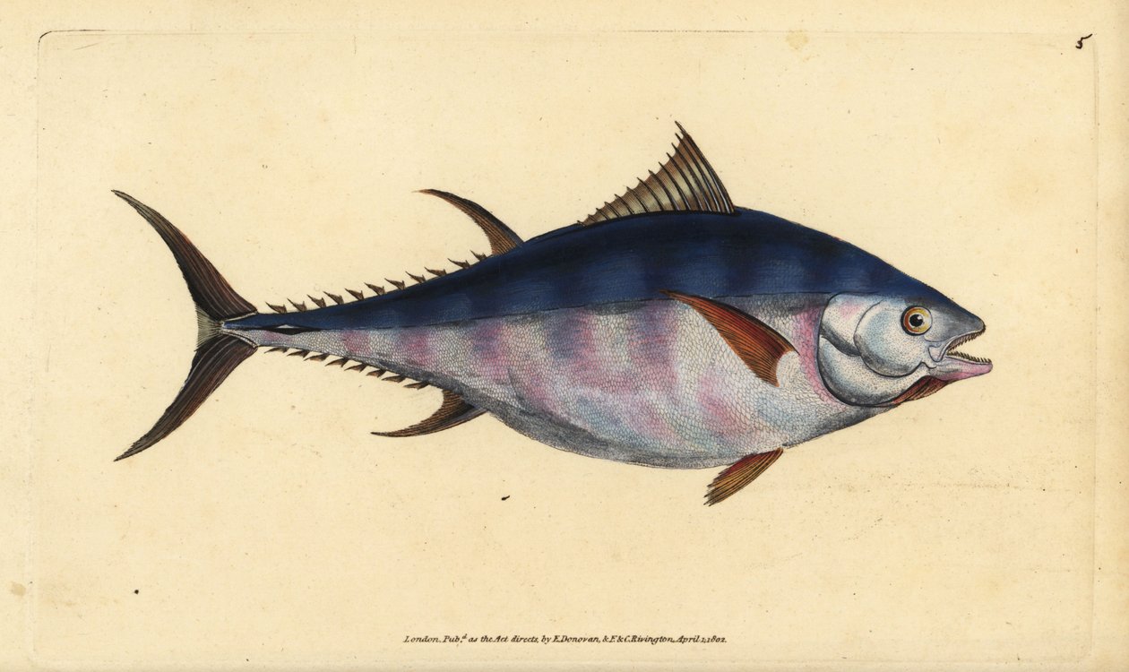 Atlantický tuňák obecný, Thunnus thynnus (ohrožený). Tunny, Scomber thynnus. Ručně kolorovaný mědiryt nakreslený a rytý Edwardem Donovanem z jeho Natural History of British Fishes, Donovan a F.C. a J. Rivington, Londýn od Edward Donovan