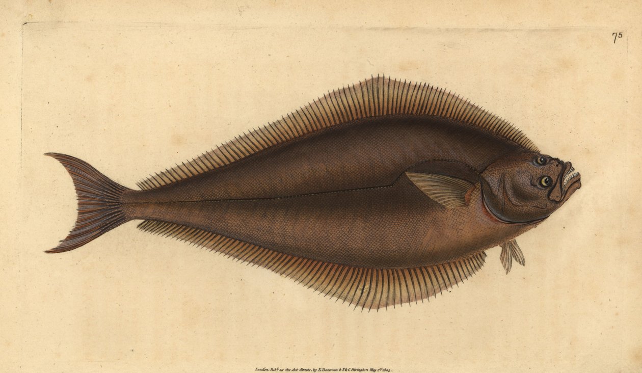 Platýs obecný, Hippoglossus hippoglossus. Ohrožený. (Holibut, Pleuronectes hippoglossus). Ručně kolorovaný mědiryt nakreslený a rytý Edwardem Donovanem z jeho Natural History of British Fishes, Donovan a F.C. a J. Rivington, Londýn od Edward Donovan