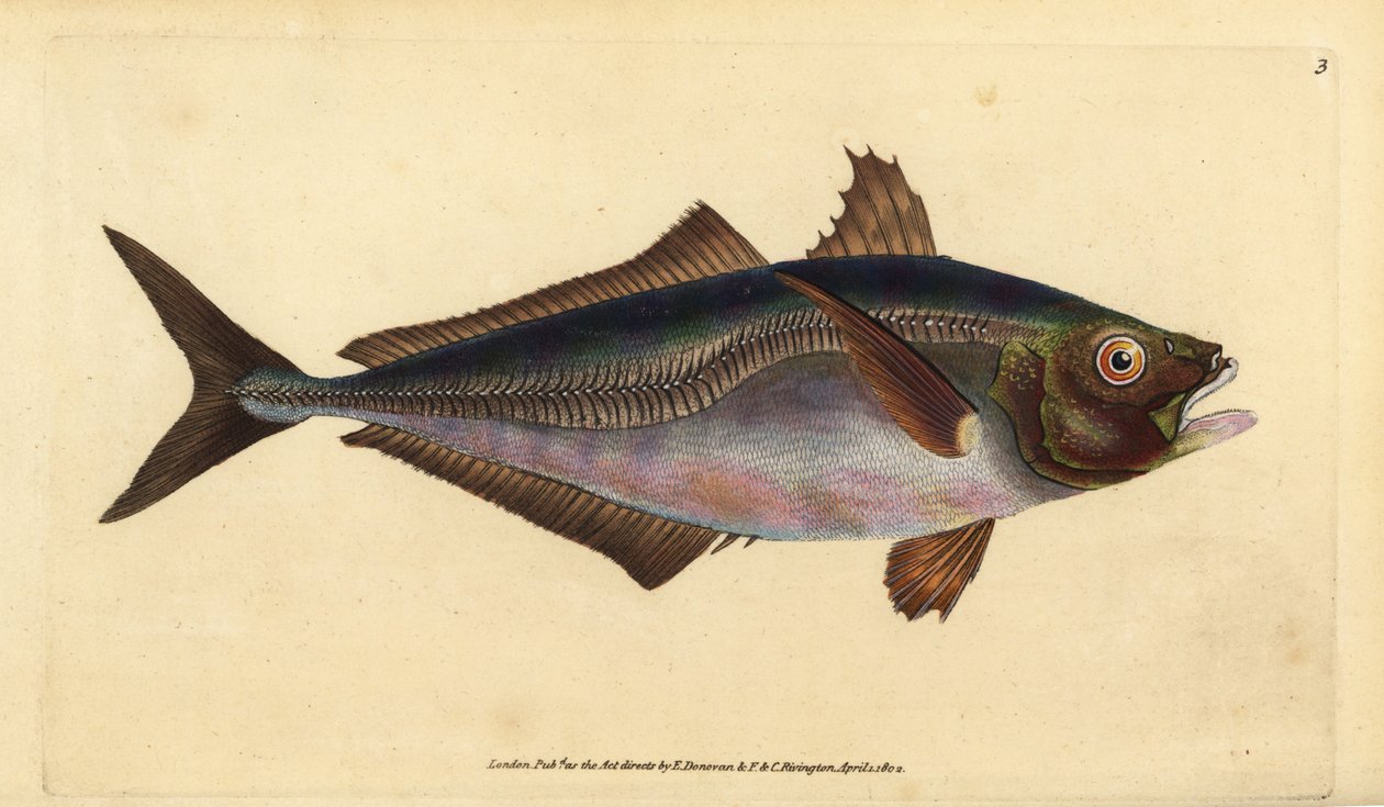 kranase obecného, Trachurus trachurus (Scad, Scomber trachurus). Ručně kolorovaný mědiryt nakreslený a rytý Edwardem Donovanem z jeho Natural History of British Fishes, Donovan a F.C. a J. Rivington, Londýn od Edward Donovan