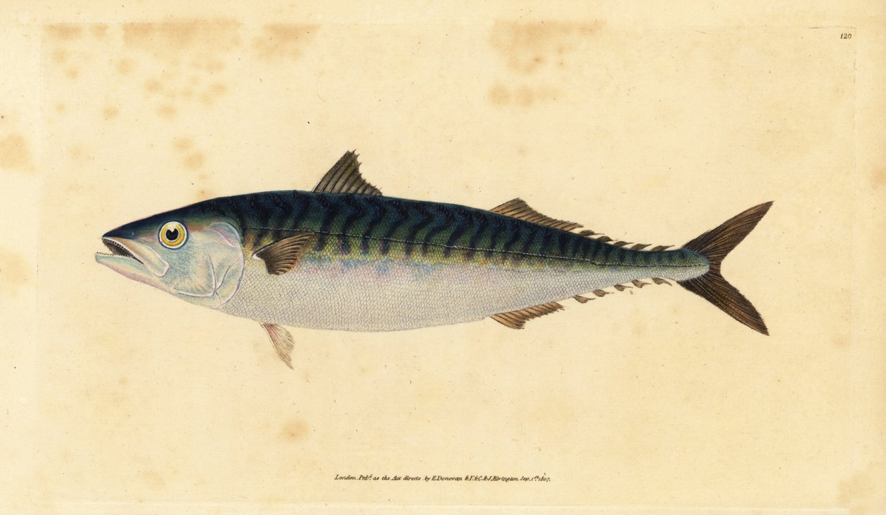 Atlantská makrela, Scomber scombrus (Mackarel, Scomber scomber). Ručně kolorovaný mědiryt nakreslený a rytý Edwardem Donovanem z jeho Natural History of British Fishes, Donovan a F.C. a J. Rivington, Londýn od Edward Donovan