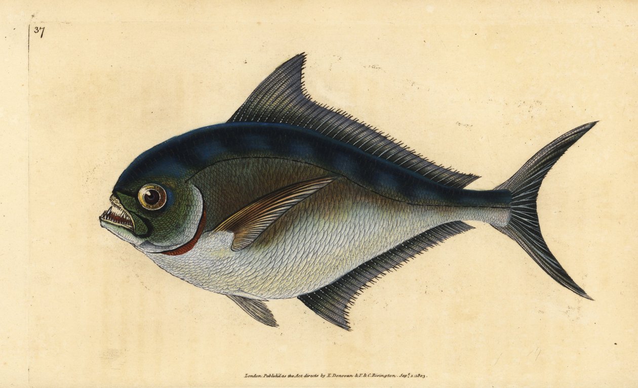 Pomfret atlantický, Brama brama (Rayova zubatá pozlacená hlava, Sparus raii). Ručně kolorovaný mědiryt nakreslený a rytý Edwardem Donovanem z jeho Natural History of British Fishes, Donovan a F.C. a J. Rivington, Londýn od Edward Donovan