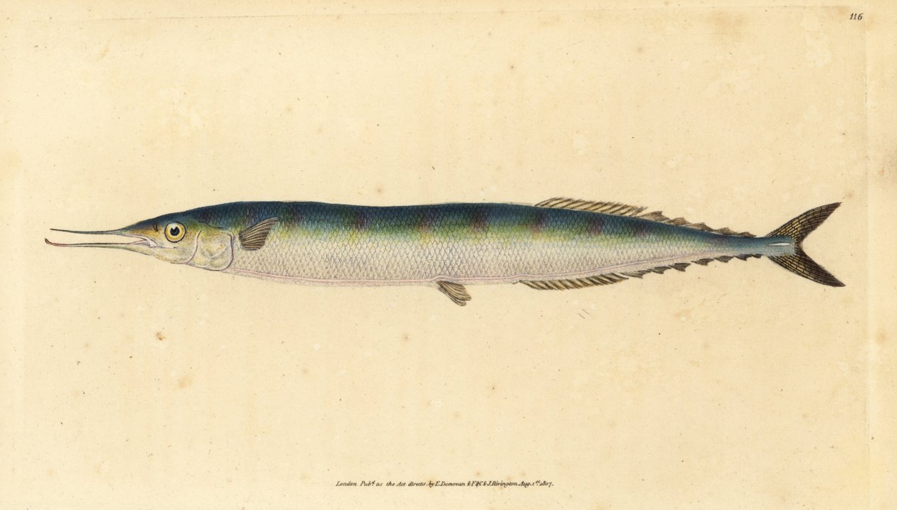 Atlantský saurus, Scomberesox saurus saurus (Skipper štika, Esox saurus). Ručně kolorovaný mědiryt nakreslený a rytý Edwardem Donovanem z jeho Natural History of British Fishes, Donovan a F.C. a J. Rivington, Londýn od Edward Donovan
