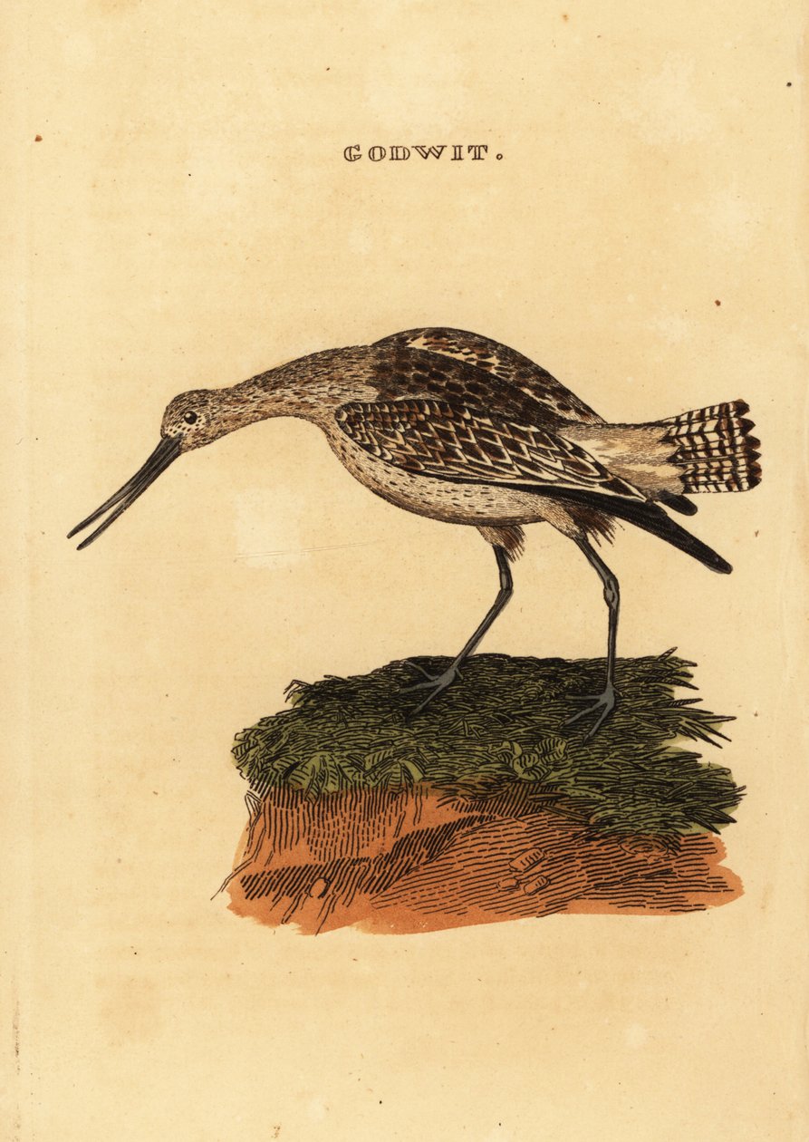 břehouš barocasý, Limosa lapponica od Edward Donovan